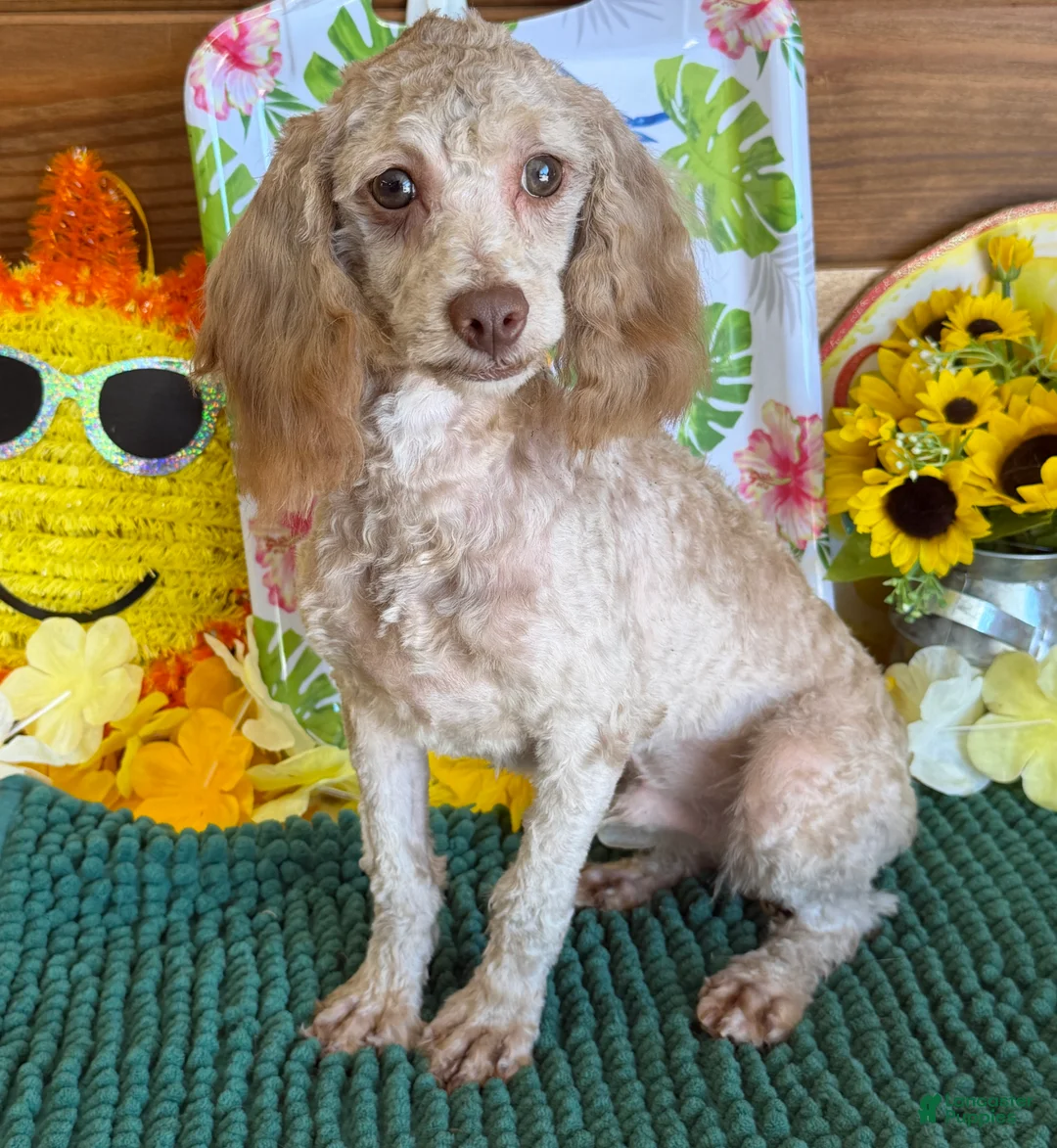 Cockapoo dogs for sale: Boo Bear - Ad 1