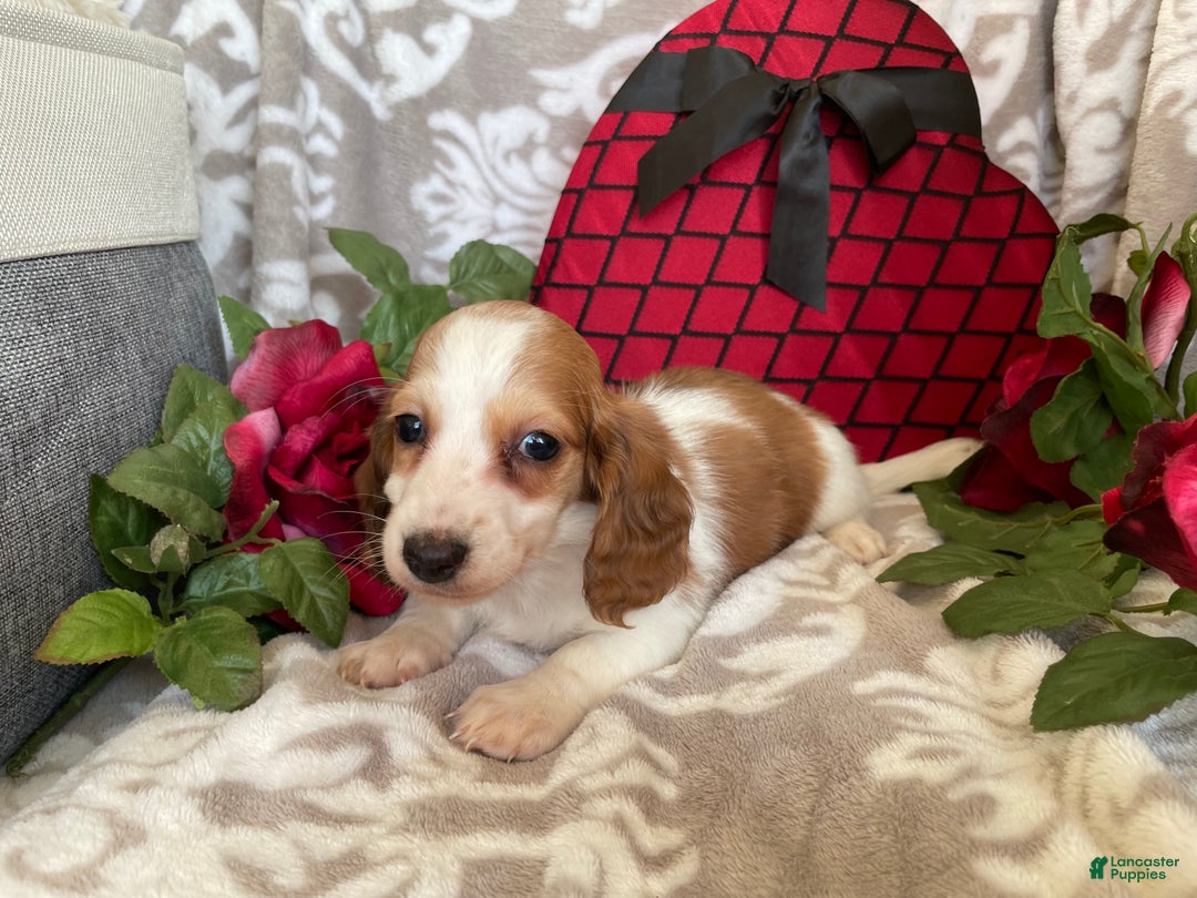 Miniature Dachshund dogs for sale: Baxter - Ad 10