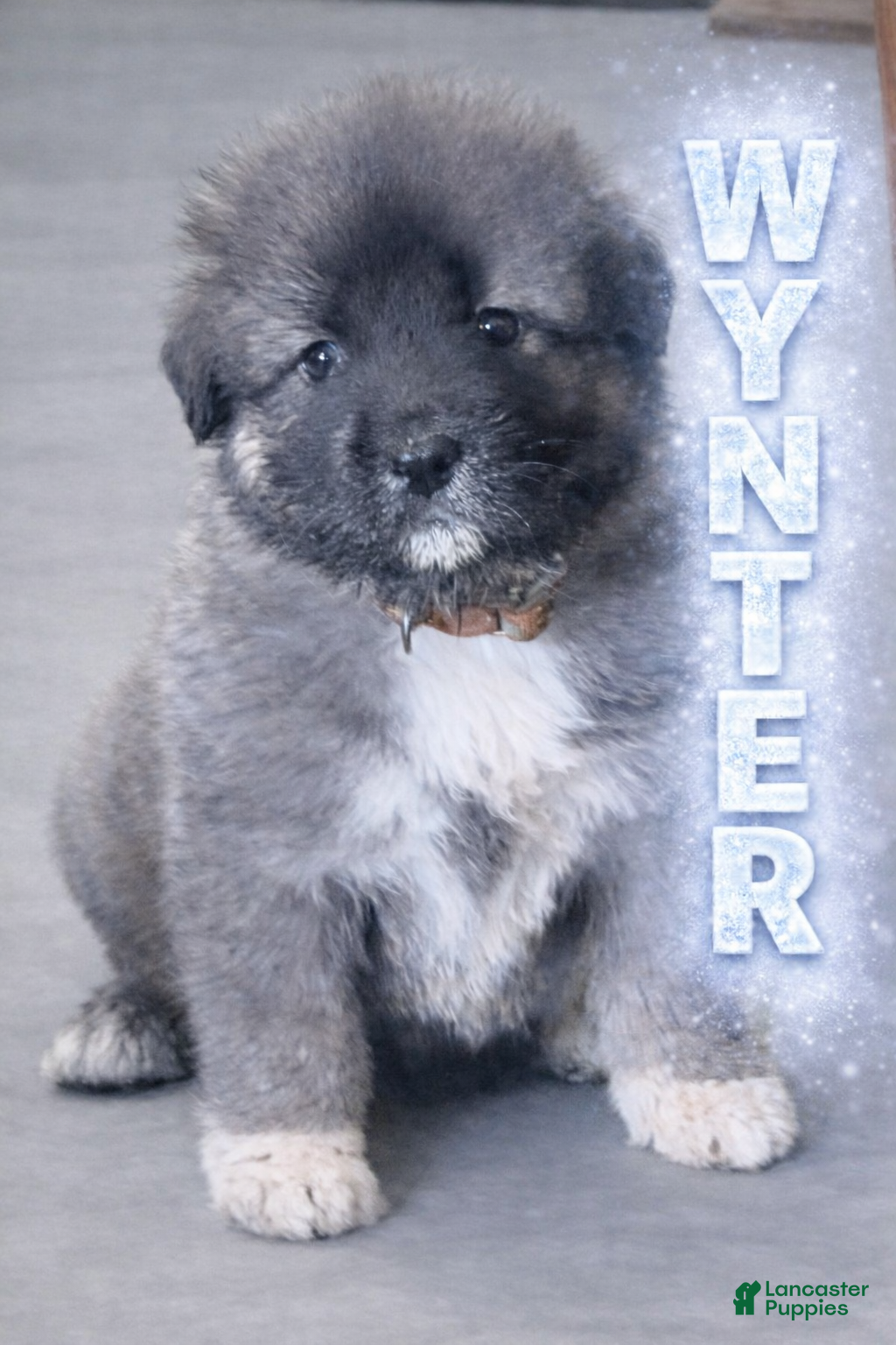 Caucasian Shepherd Dog dogs Wynter~ Caucasian Shepherd Dog Puppy 3 - Ad 2