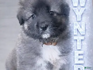 Caucasian Shepherd Dog dogs Wynter~ Caucasian Shepherd Dog Puppy 3 - Ad 2