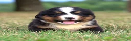 Bernese Mountain Dog dogs for sale: Summit - Ad 6