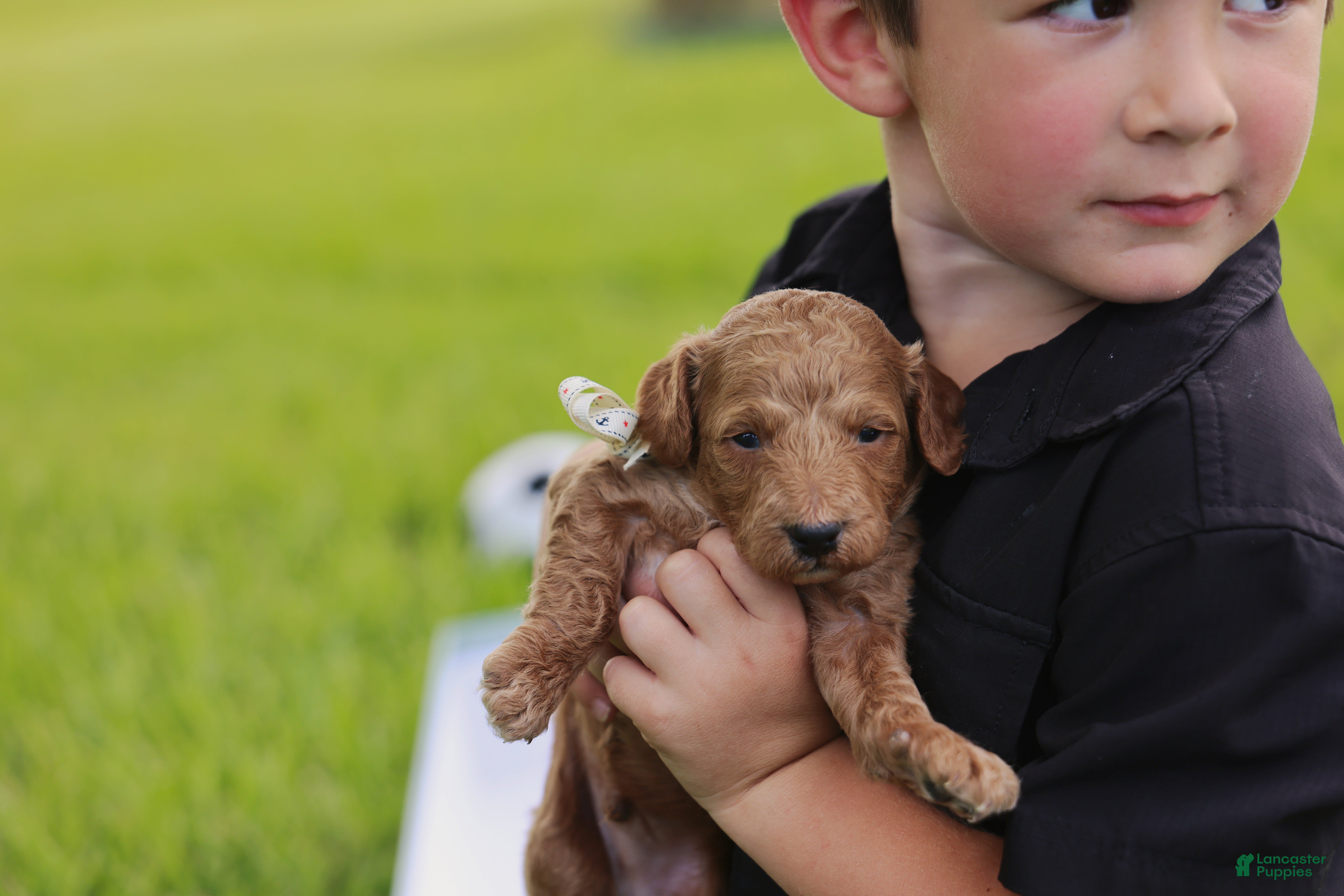 Mini Goldendoodle dogs Coleman - Ad 2
