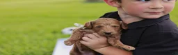 Mini Goldendoodle dogs for sale: Coleman - Ad 7