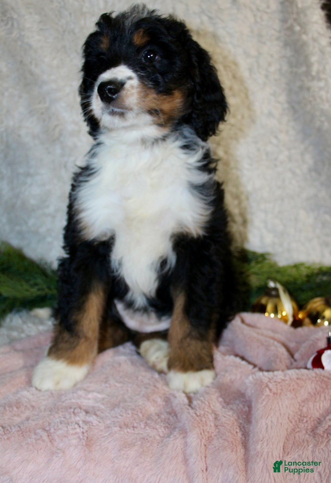 Bernedoodle dogs for sale: Rosie - Ad 2