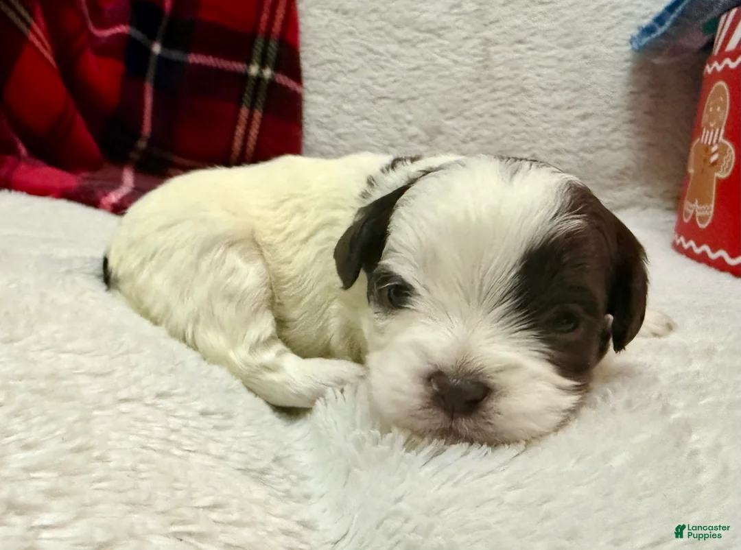 Shihpoo dogs for sale: Oliver  - Ad 11