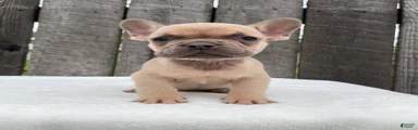 Baxter