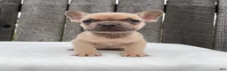 French Bulldog dogs for sale: Baxter - Ad 1
