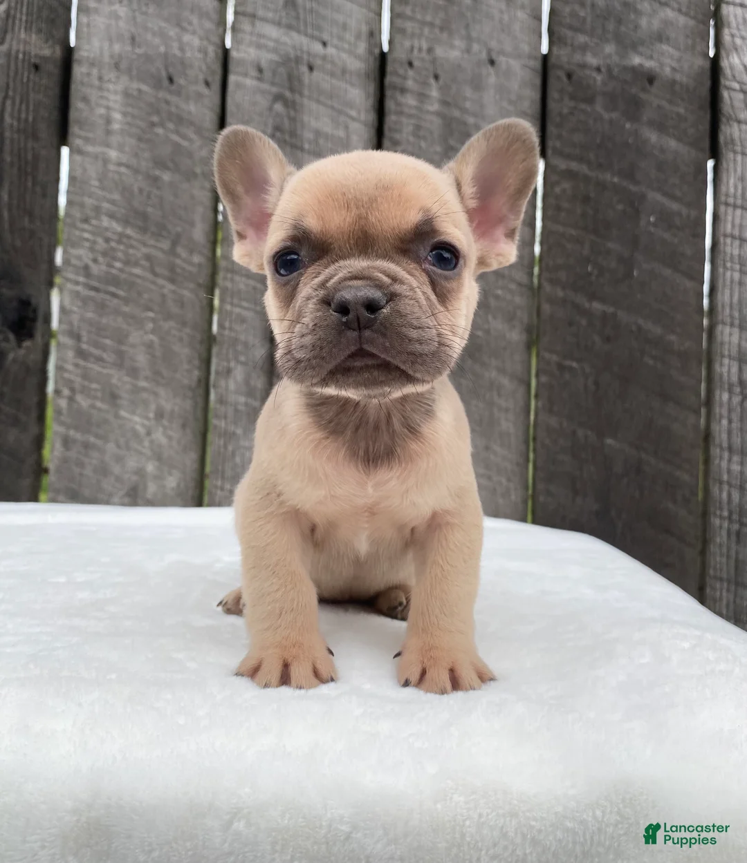 French Bulldog dogs for sale: Baxter - Ad 1