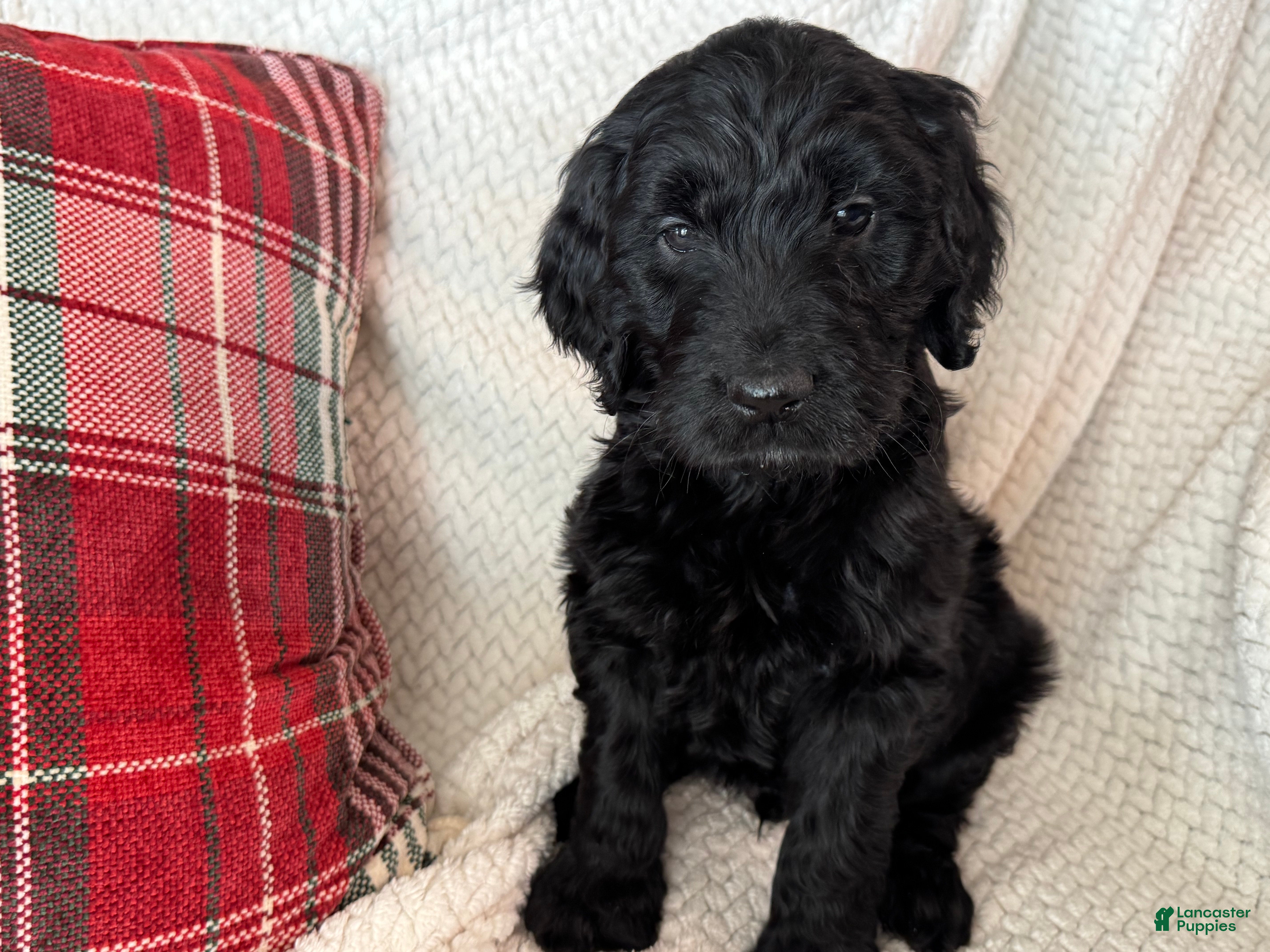 Goldendoodle dogs 🐾 Baloo – Big Heart, Bigger Cuddles 🐾 - Ad 14