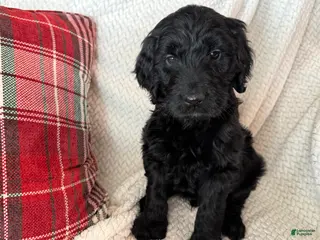 Goldendoodle dogs 🐾 Baloo – Big Heart, Bigger Cuddles 🐾 - Ad 14