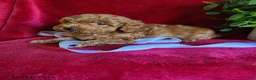 Miniature Poodle dogs for sale: Chloe - Ad 4
