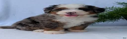 Mini Bernedoodle dogs for sale: Mini Louie  - Ad 6