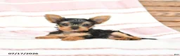 Yorkshire Terrier dogs for sale: Quanika - Ad 4