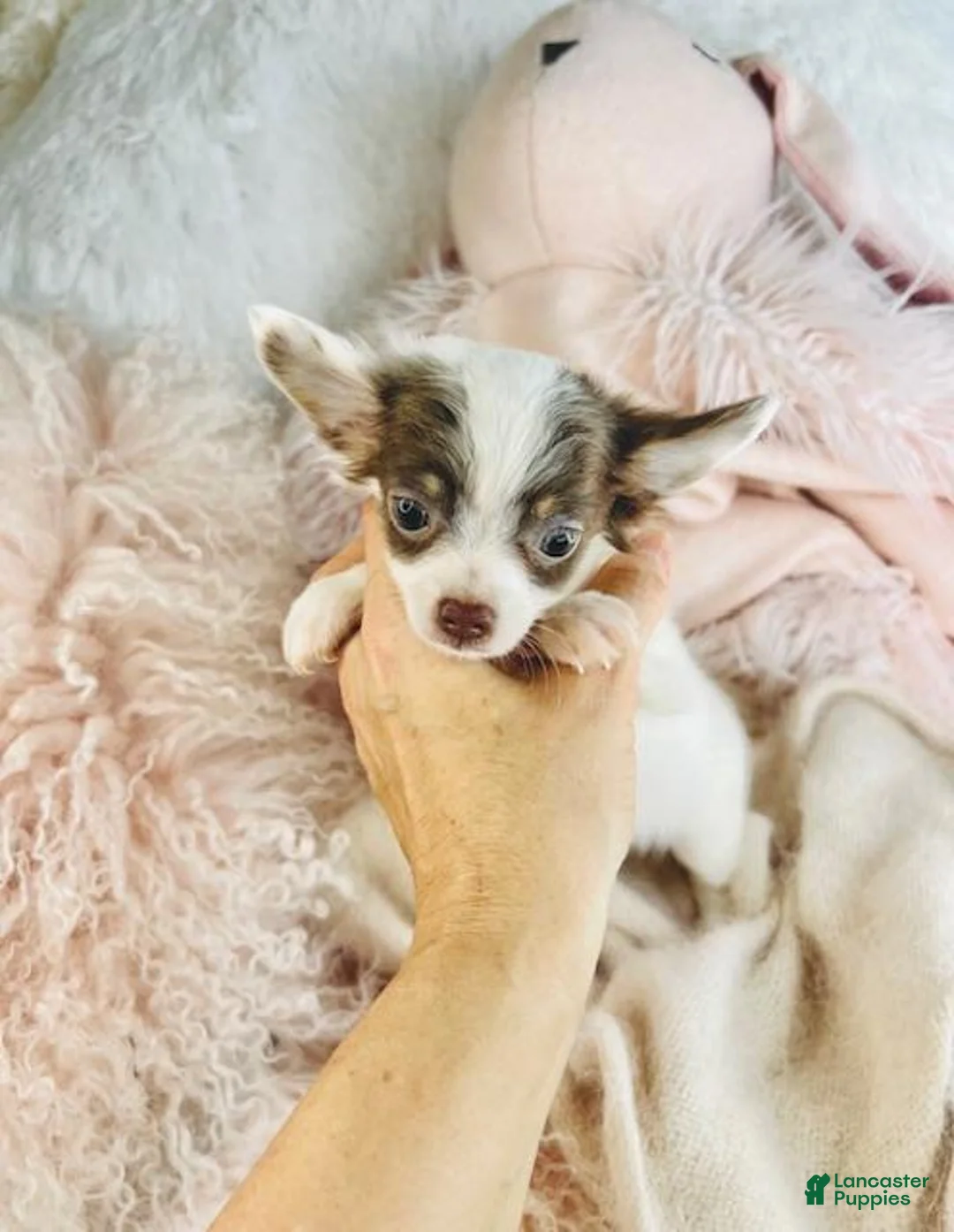 Chihuahua dogs for sale: Chihuahua Puppy 1 - Ad 2