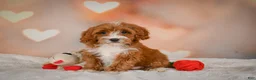 Cavapoo dogs for sale: Carter - Ad 7