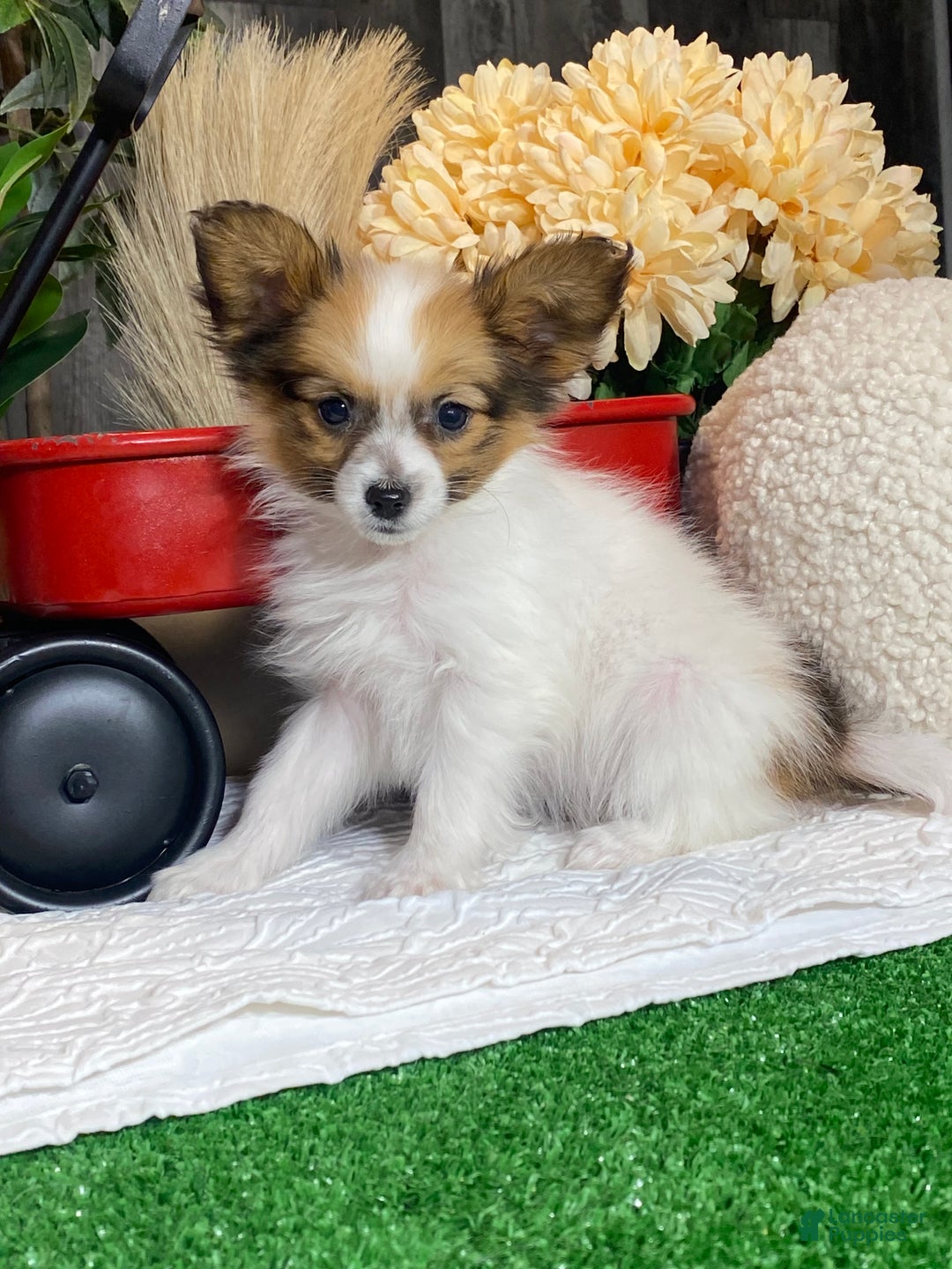 Papillon dogs for sale: Ruby  - Ad 4