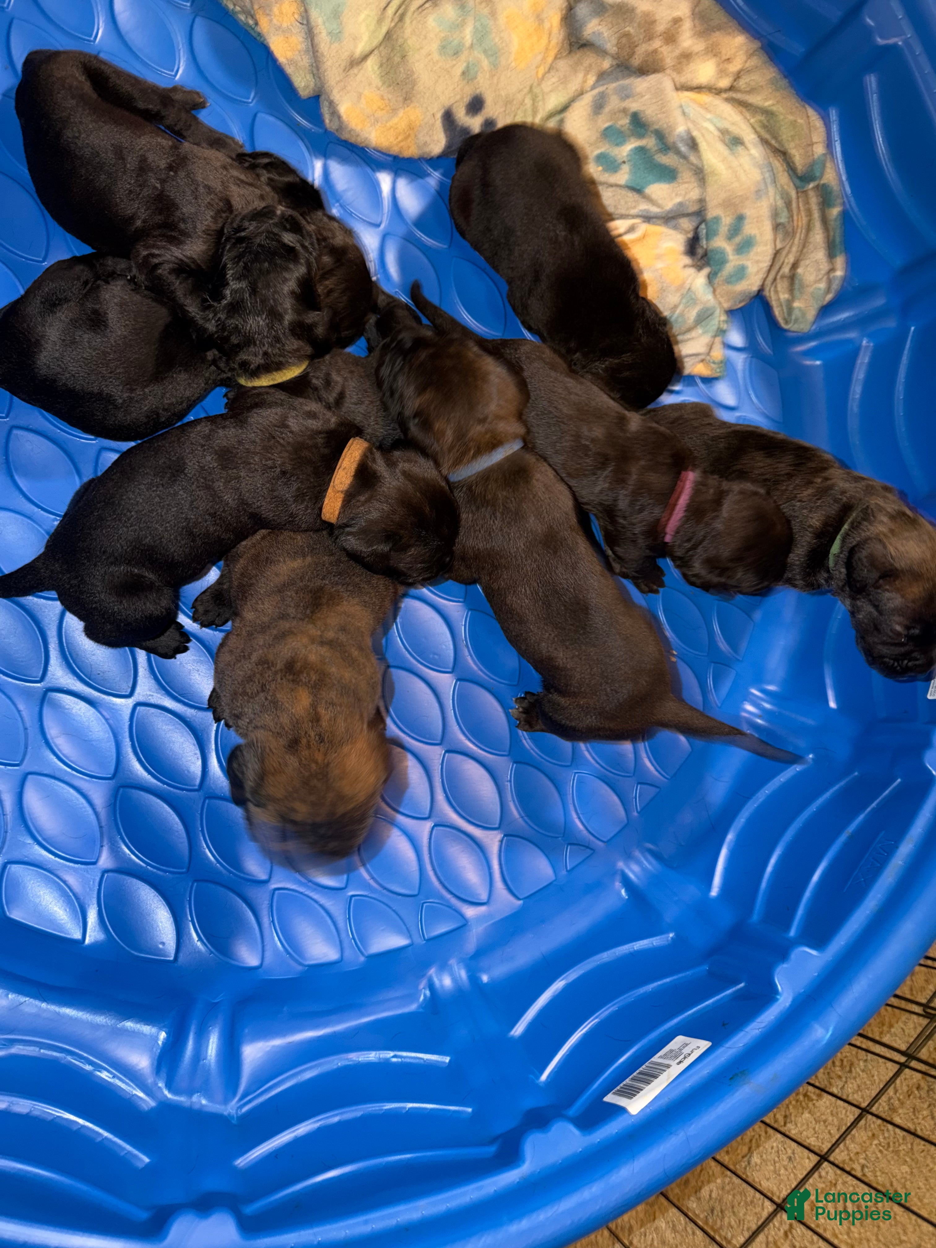 Cane Corso dogs Cane Corso 4 - Ad 16