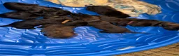 Cane Corso dogs for sale: Cane Corso 4 - Ad 1