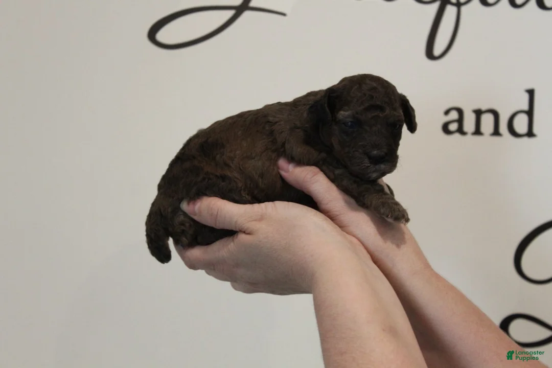 Toy Poodle dogs for sale: Boy 2 - Ad 3