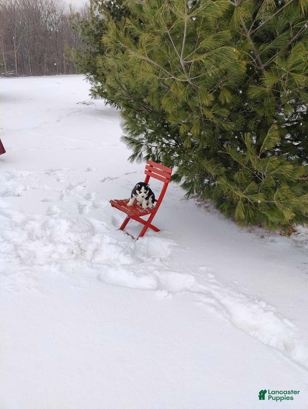 Siberian Husky dogs for sale: Prince Caspian - Ad 11