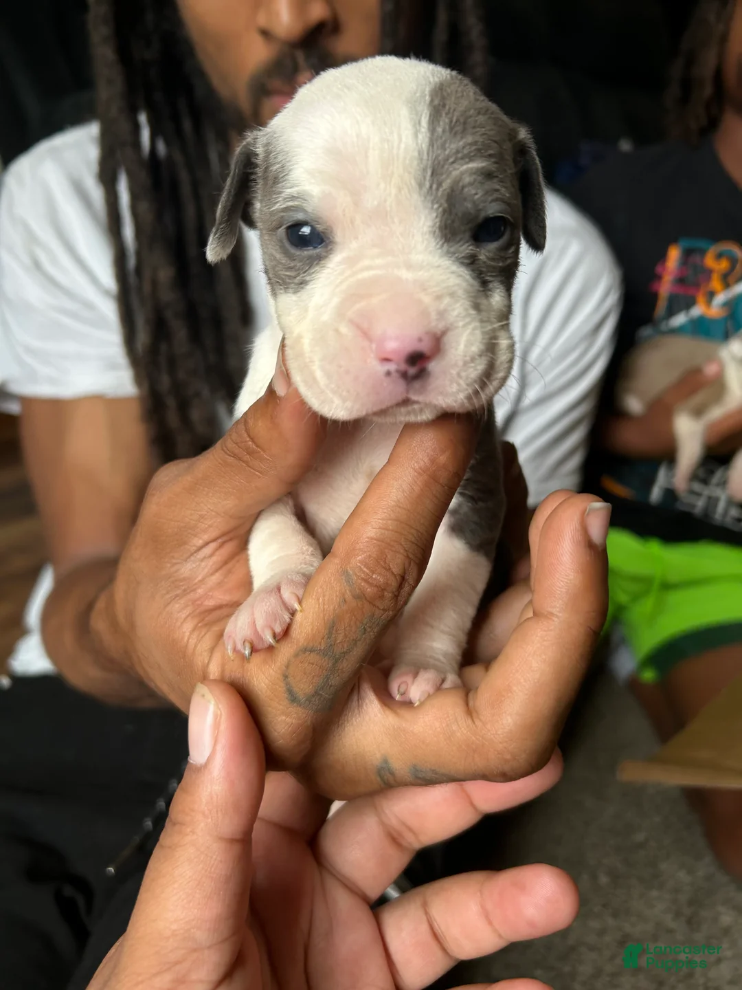 American Pit Bull Terrier dogs for sale: American Pit Bull Terrier 7 - Ad 1