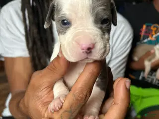 American Pit Bull Terrier dogs American Pit Bull Terrier 7 - Ad 21