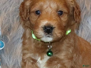 Mini Goldendoodle dogs Wyatt 💙 Genetic Clear Parents - Ad 26