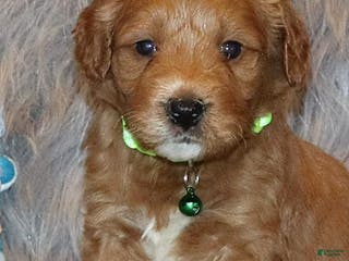 Mini Goldendoodle dogs Wyatt 💙 Genetic Clear Parents - Ad 24