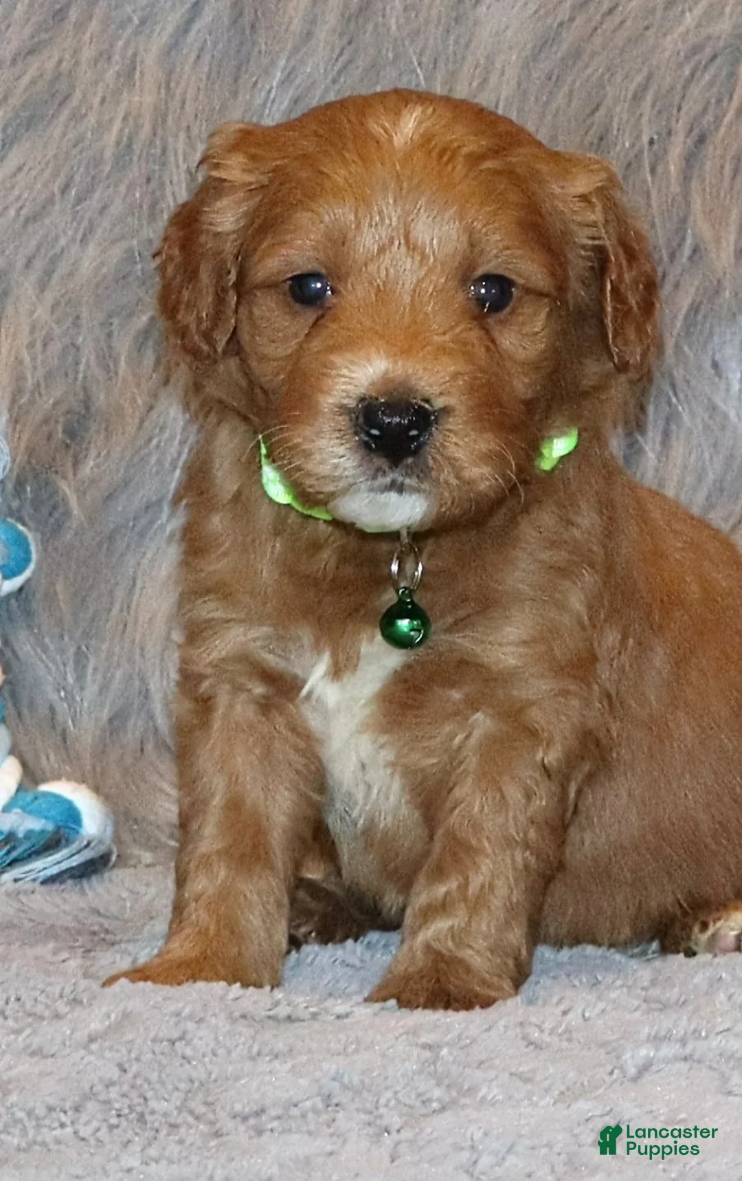 Mini Goldendoodle dogs for sale: Wyatt 💙 Genetic Clear Parents - Ad 4