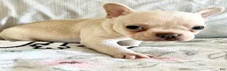 French Bulldog dogs for sale: French Bulldog 1 - Ad 7