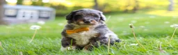 Bernedoodle dogs for sale: Rambo - Ad 2