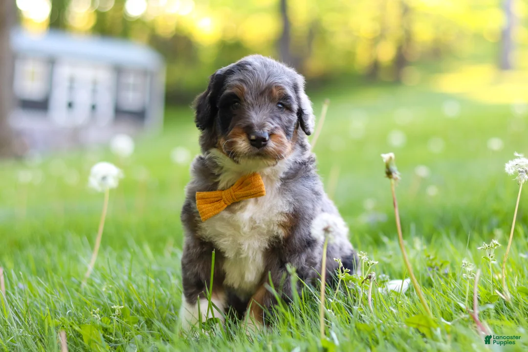 Bernedoodle dogs for sale: Rambo - Ad 2