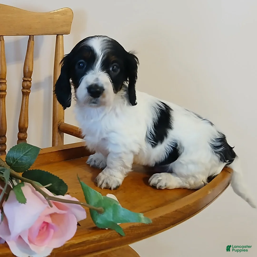 Miniature Dachshund dogs for sale: Cupid - Ad 1