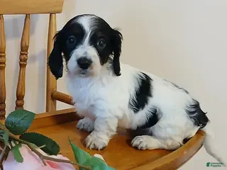 Miniature Dachshund dogs Cupid - Ad 22