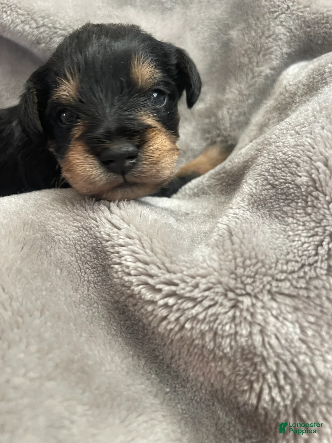 Miniature Schnauzer dogs for sale: Miniature Schnauzer Puppy 3 - Ad 5