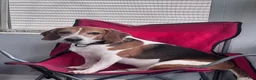 Beagle dogs for sale: Turbo - Ad 6