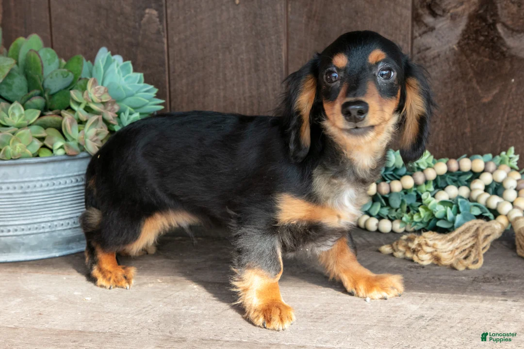 Miniature Dachshund dogs for sale: Dino - Ad 1