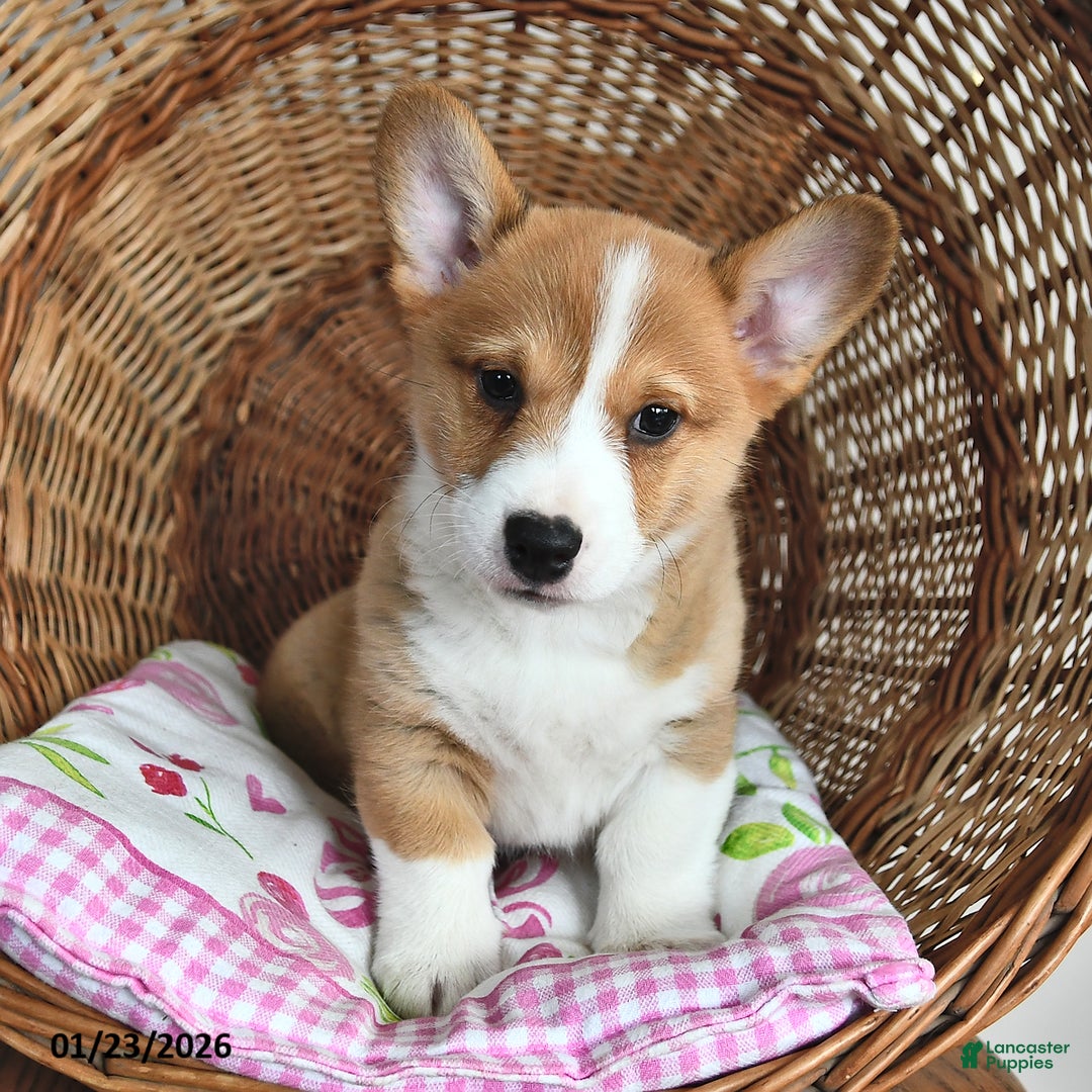 Welsh Corgi Pembroke dogs for sale: Rusty - Ad 4