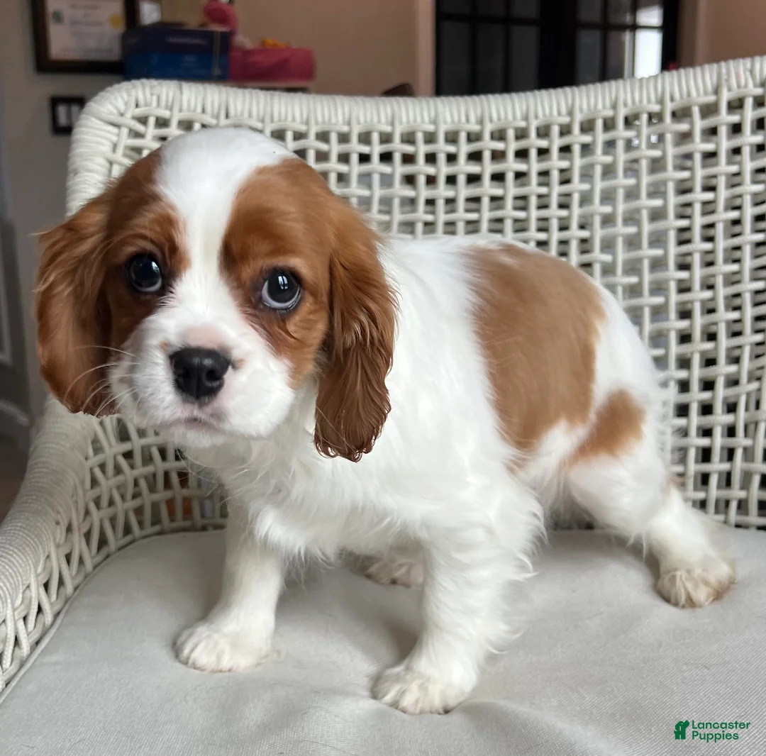 Cavalier King Charles Spaniel dogs for sale: Cavalier King Charles Spaniel Puppy 1 - Ad 2