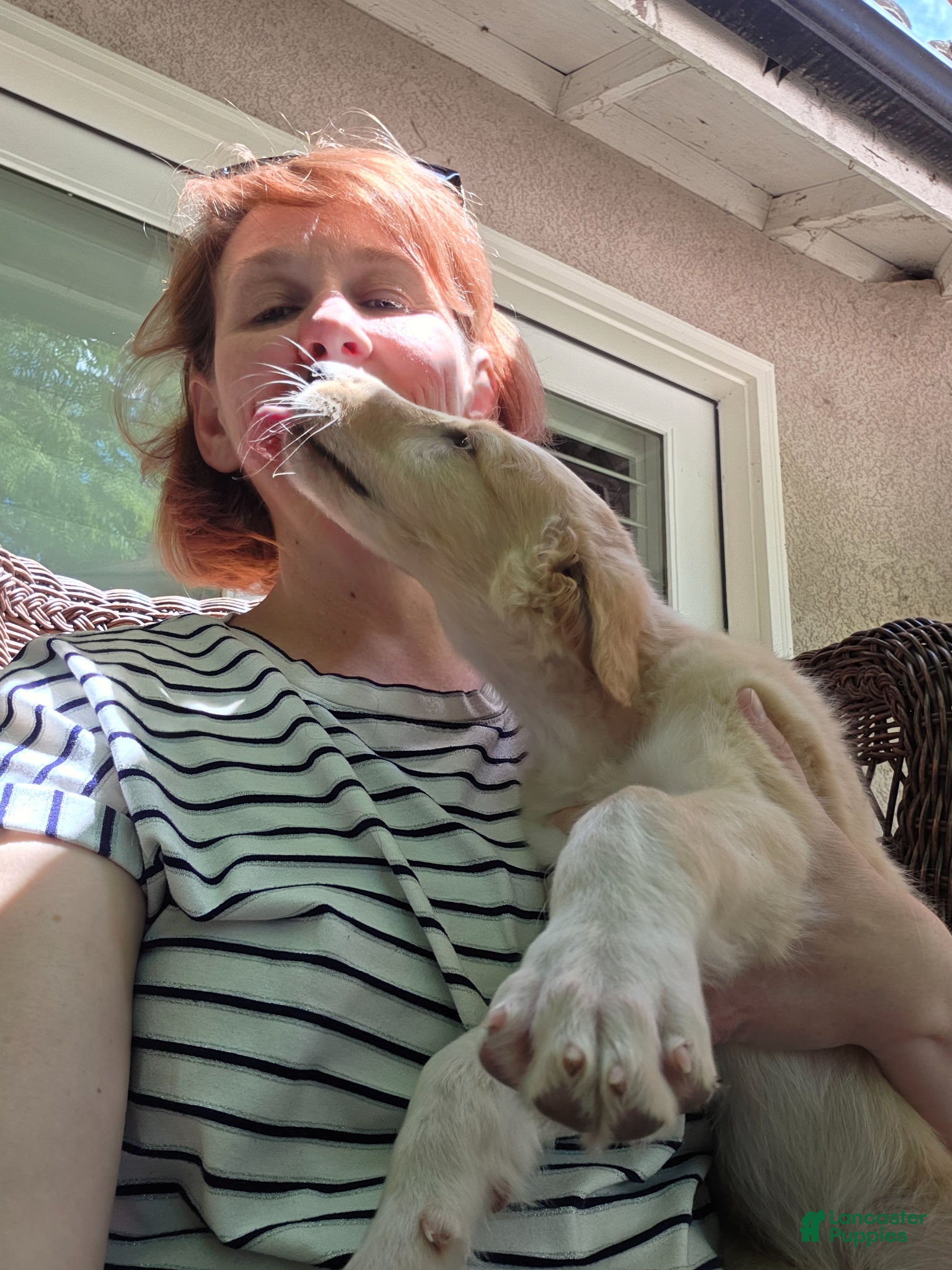 Borzoi dogs Gabriel - Ad 2