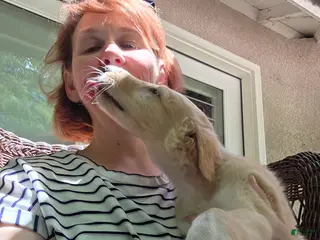 Borzoi dogs for sale: Gabriel-APRI-Pedigree - Ad 1