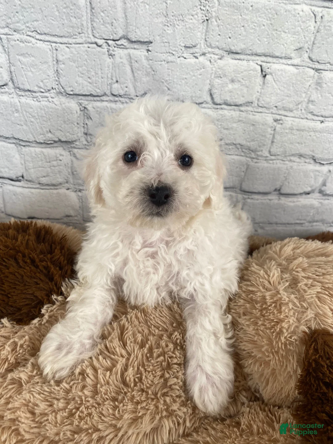 Bichon Frise dogs for sale: Rosie - Ad 10