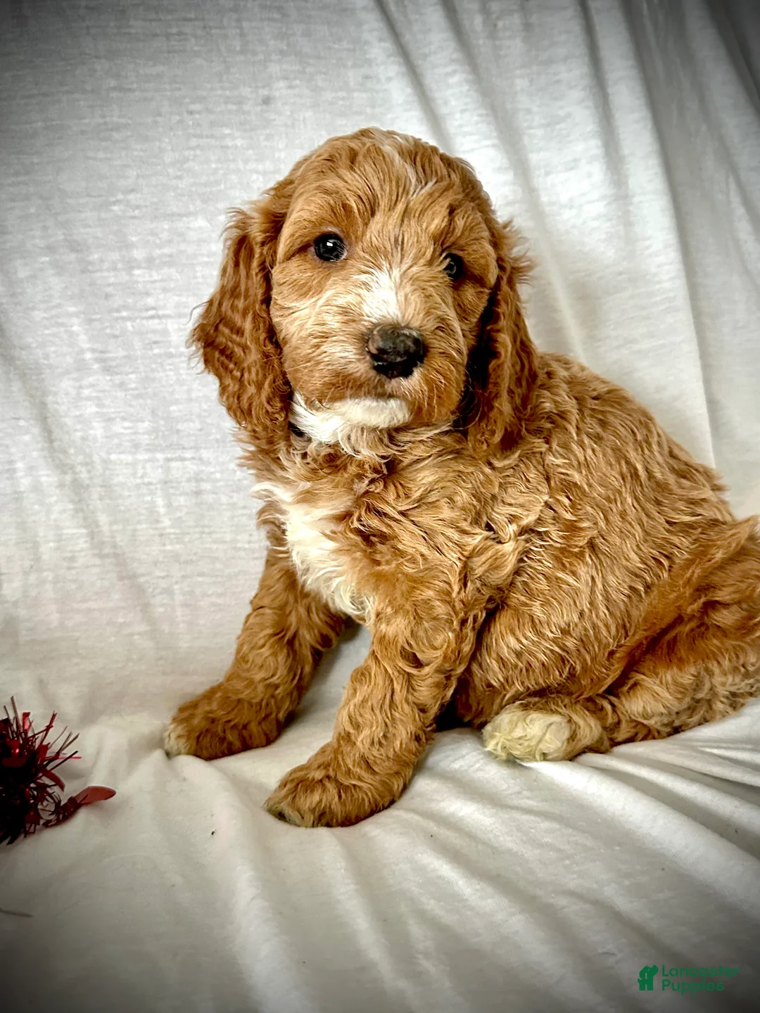 Irish Doodle dogs for sale: Aurora-In home Raised - Ad 3