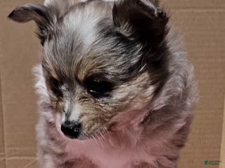 Mixed Breed dogs Aussiepom pup "Cinderella" - Ad 24