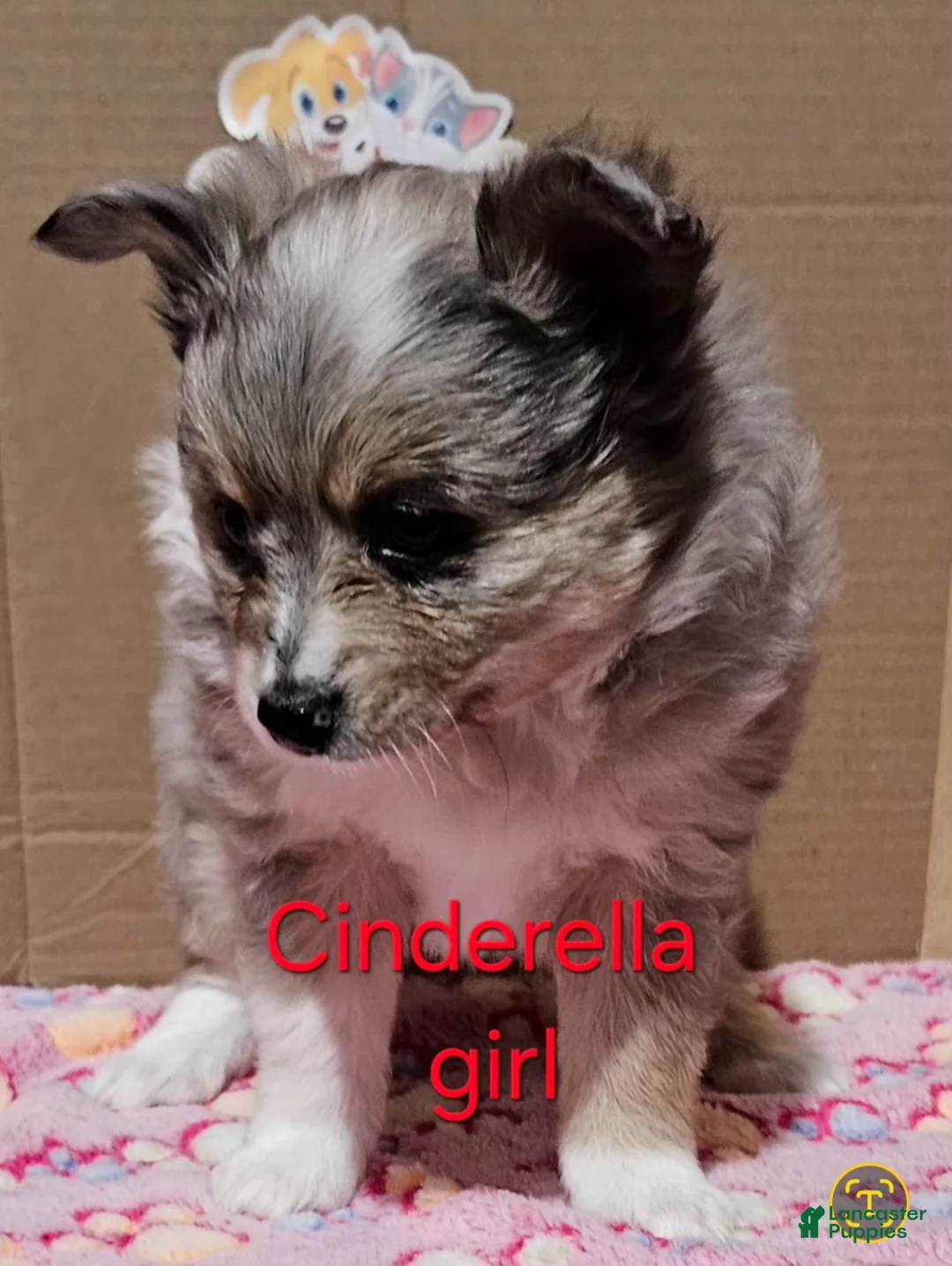 Mixed Breed dogs for sale: Aussiepom pup "Cinderella" - Ad 1