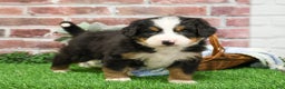 Bernese Mountain Dog dogs for sale: Nutcracker  - Ad 2