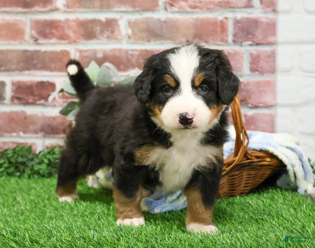 Bernese Mountain Dog dogs for sale: Nutcracker  - Ad 2