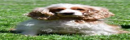 Cockapoo dogs for sale: Echo - Ad 10