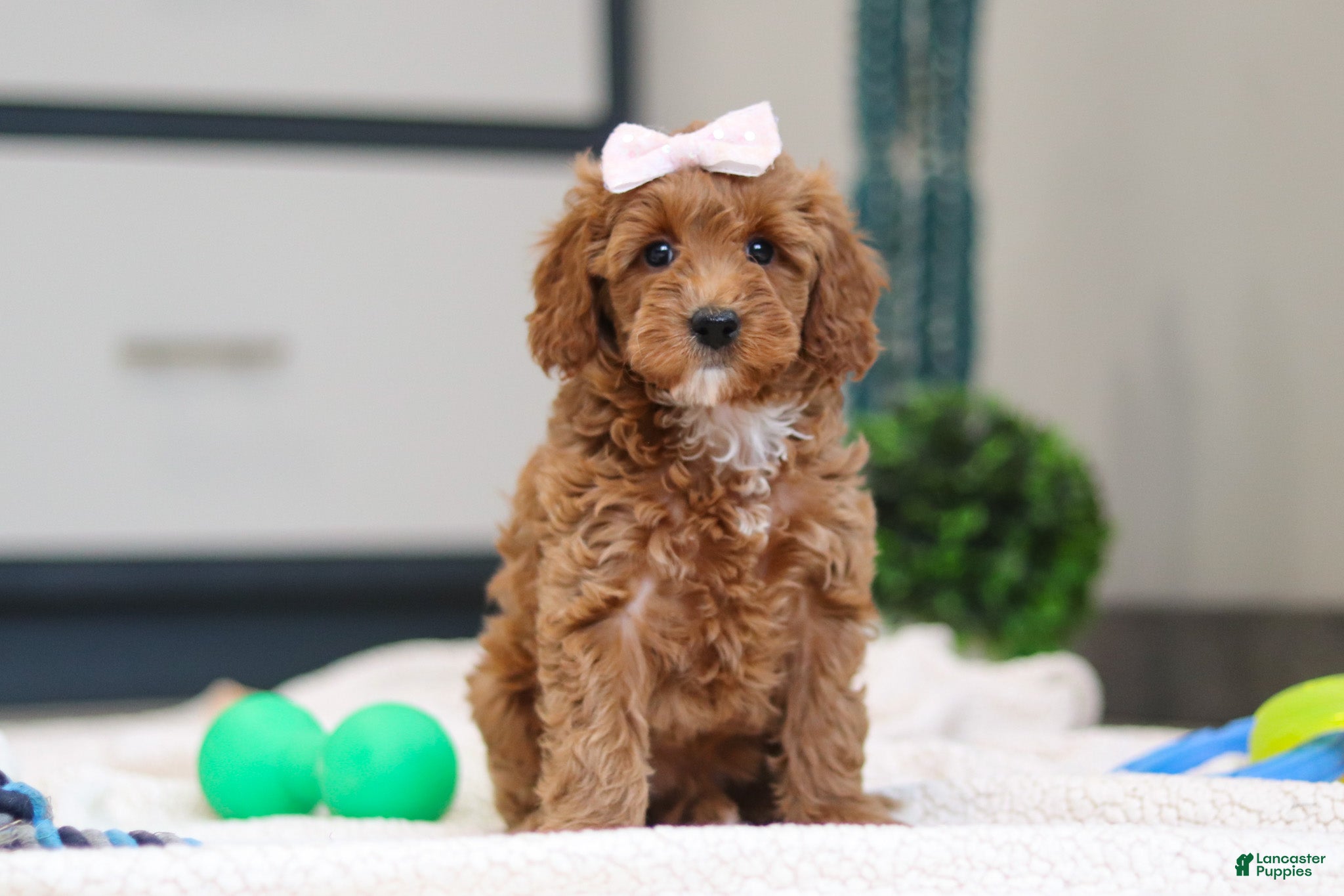 Mini Goldendoodle dogs Norma - Ad 1