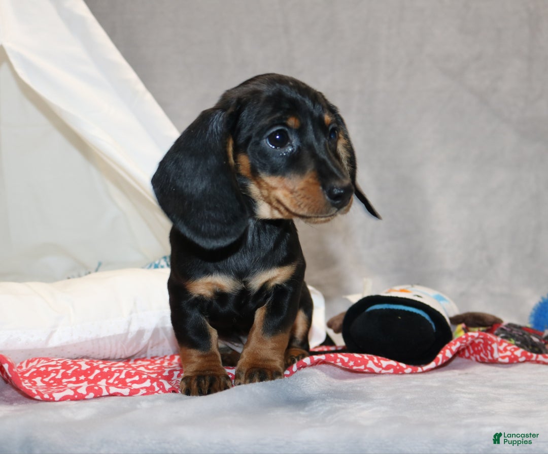 Miniature Dachshund dogs for sale: Hugo - Ad 5